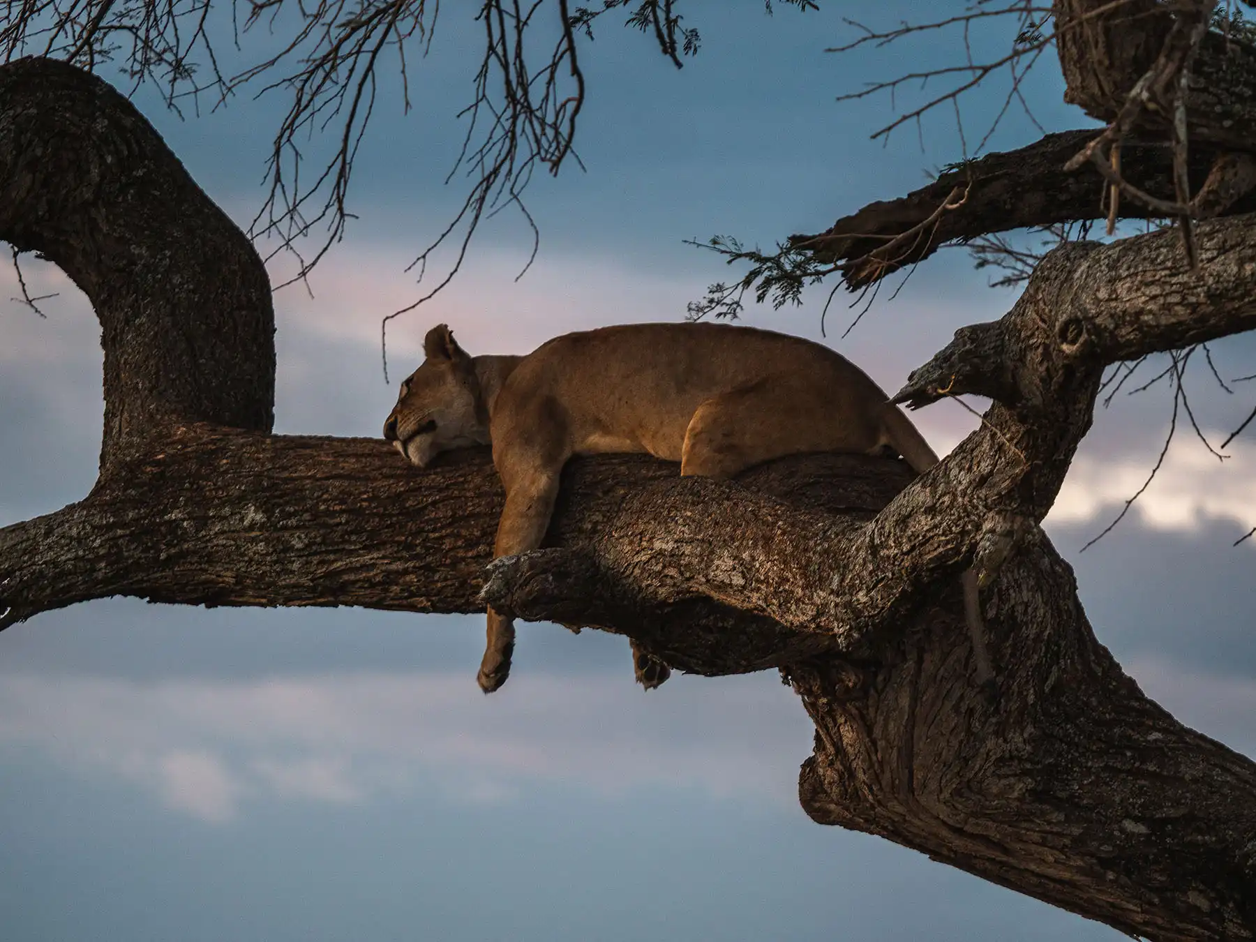 Lioness lazing on a tree in the Serengeti, Tanzania