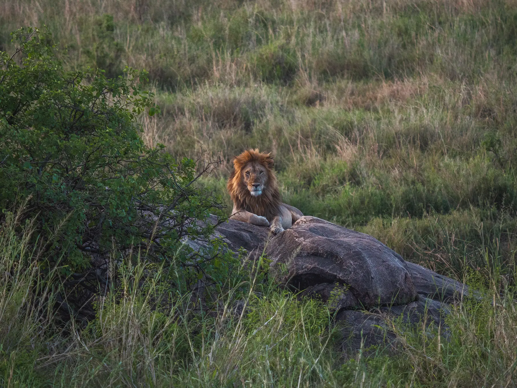 A lone male Lion in Central Serengeti