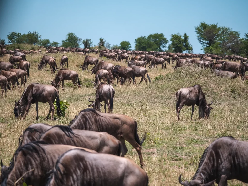 The great wildebeest migration in the Serengeti