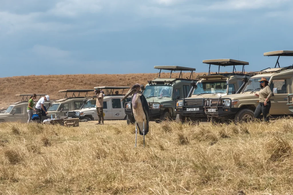 Safari truck watching stalk in Ngorongoro