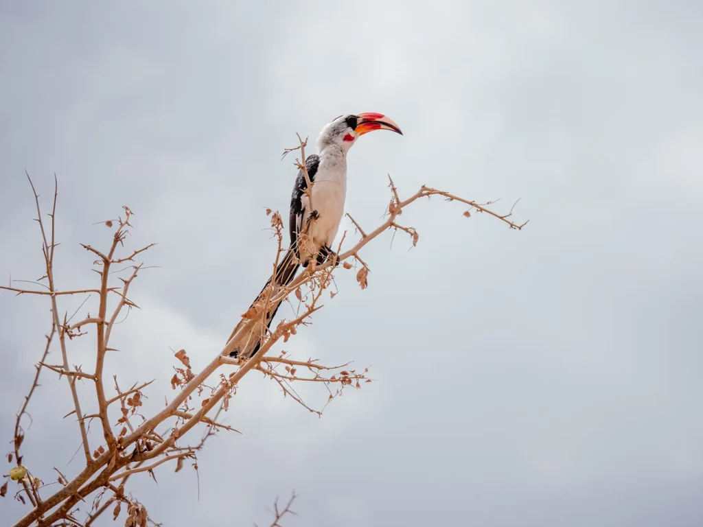 African hornbill in Tarangire National Park