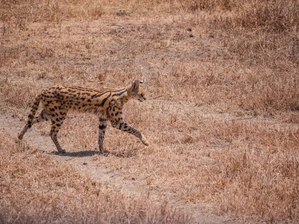Serval hunting in the basin of Ngorongoro Crater