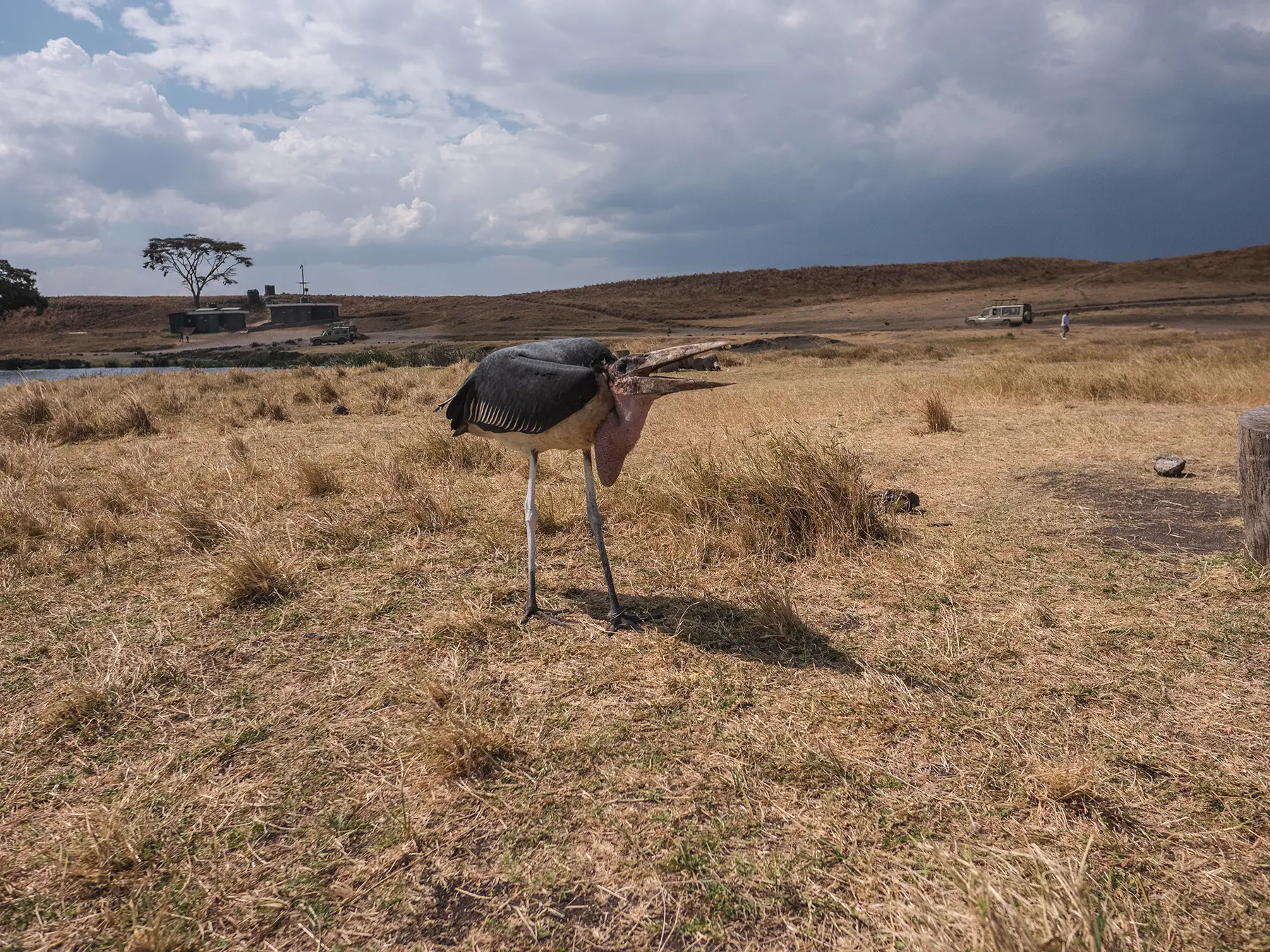 Marabou stork - a large wading bird Ngorongoro Crater