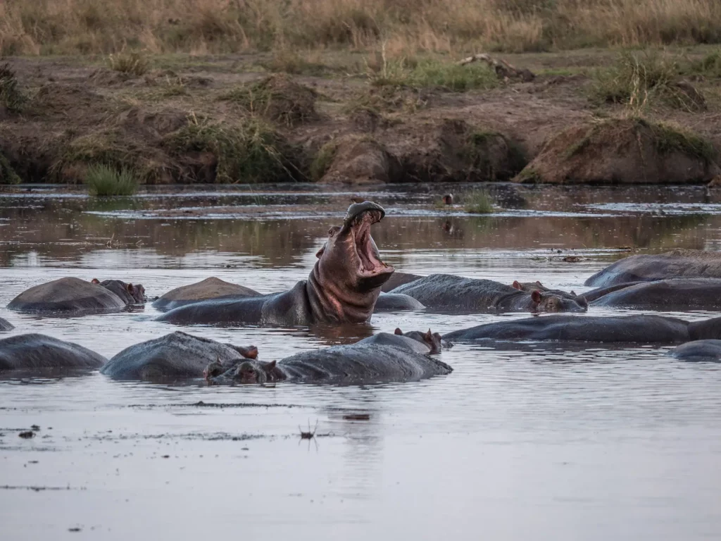 Yawning Hippo in Central Serengeti