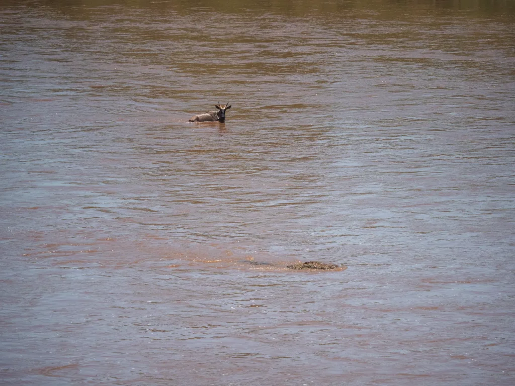 Wildebeest has caught the attention of a crocodile