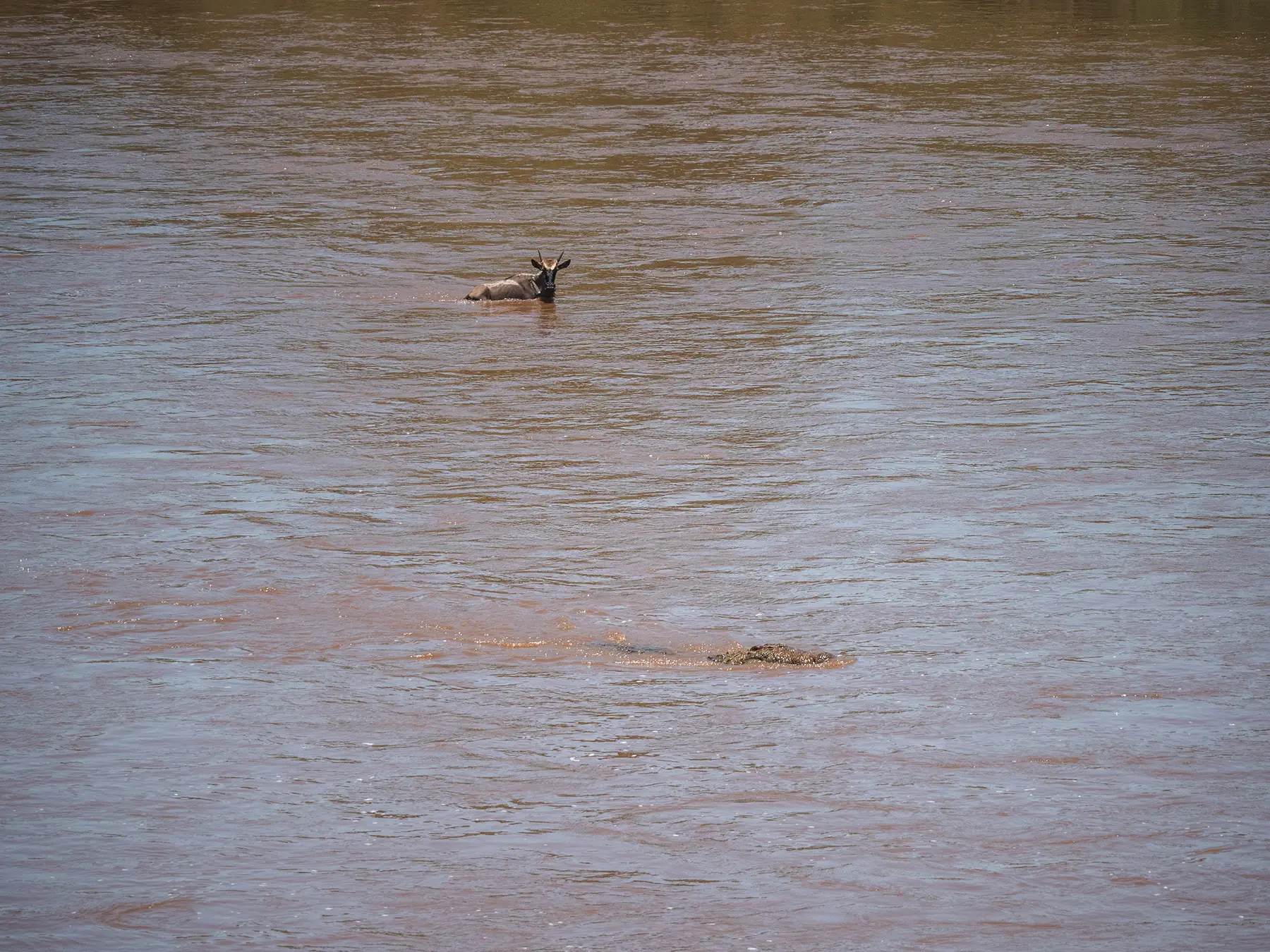Wildebeest has caught the attention of a crocodile