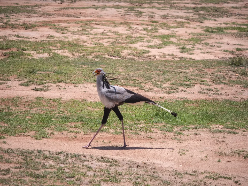 Secretary bird, Tanzania