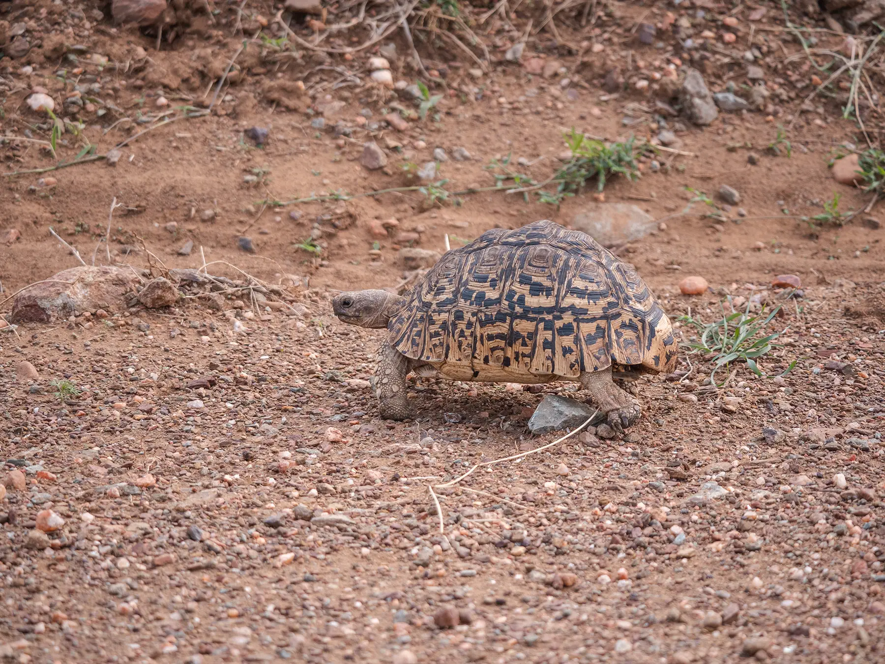Leopard tortoise, Serengeti