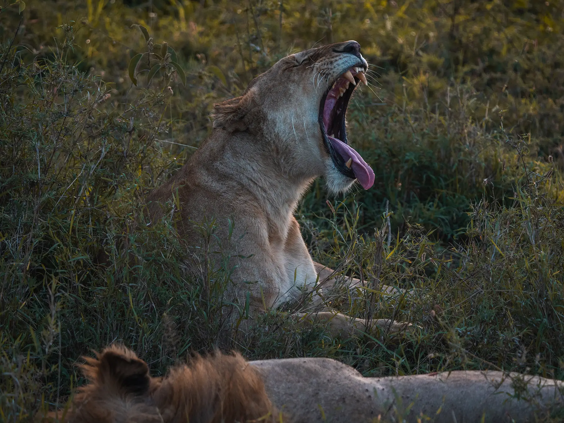 Roaring lioness sat next to her partner in the Serengeti. Lions mate multiple times at regular intervals for a few seconds at a time