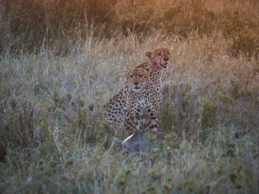 Two Cheetahs in the Serengeti, Tanzania