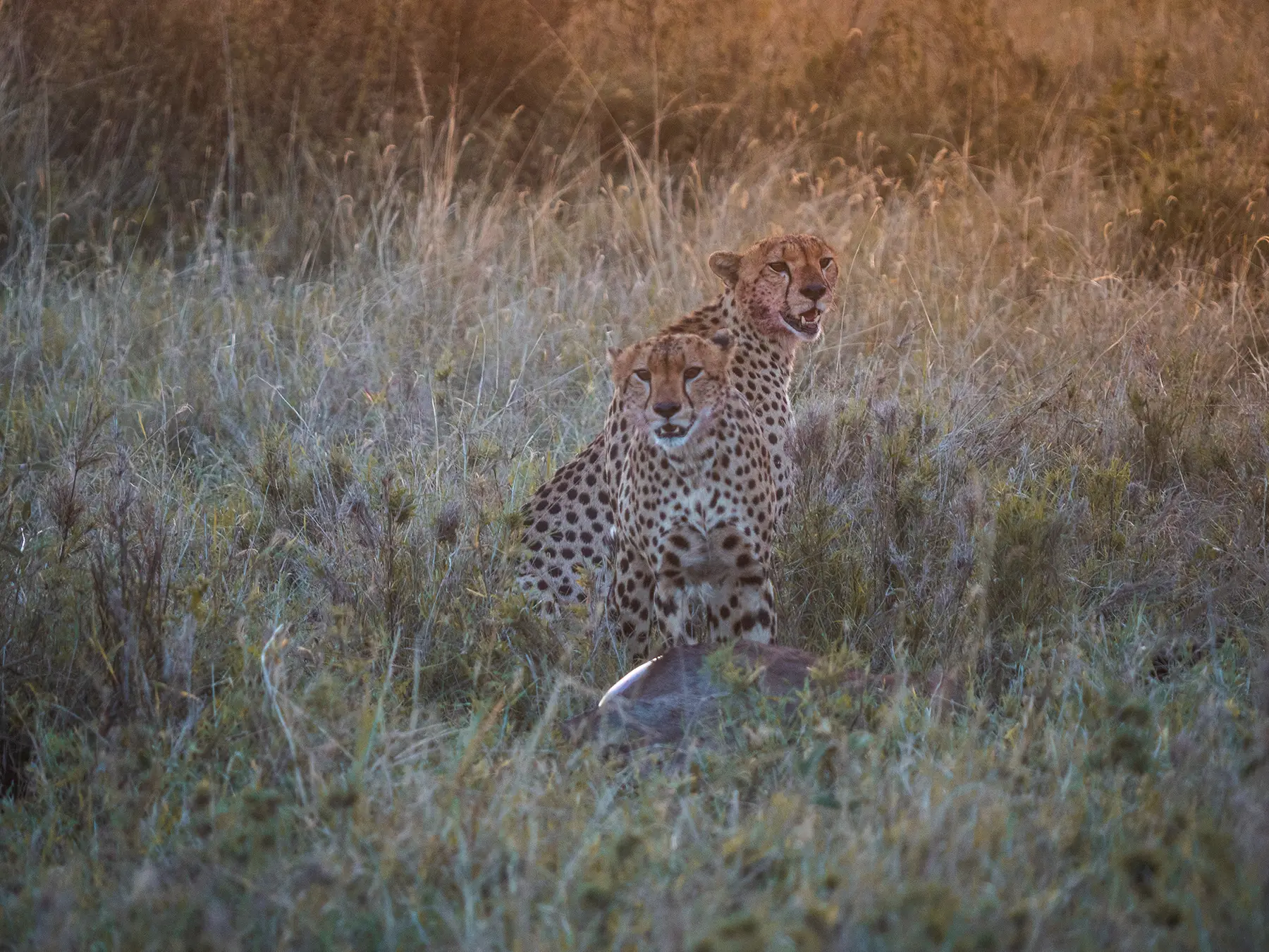 Two Cheetahs in the Serengeti, Tanzania