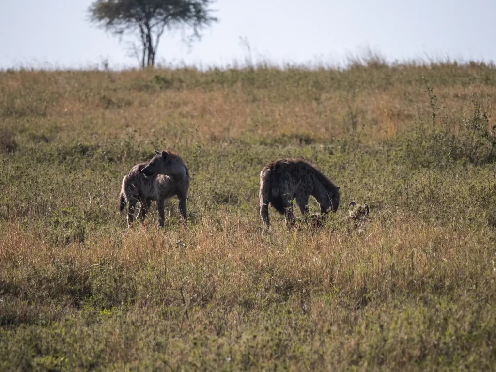 Hyena family with cubs in Central Serengeti