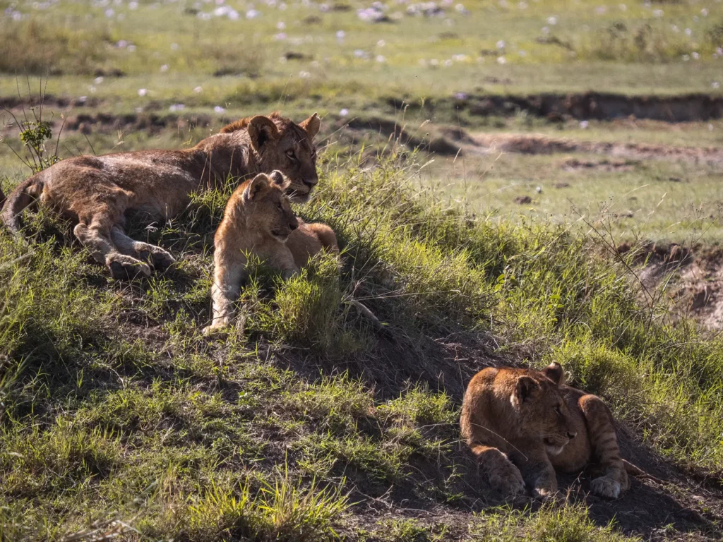 Lion cubs in Central Serengeti