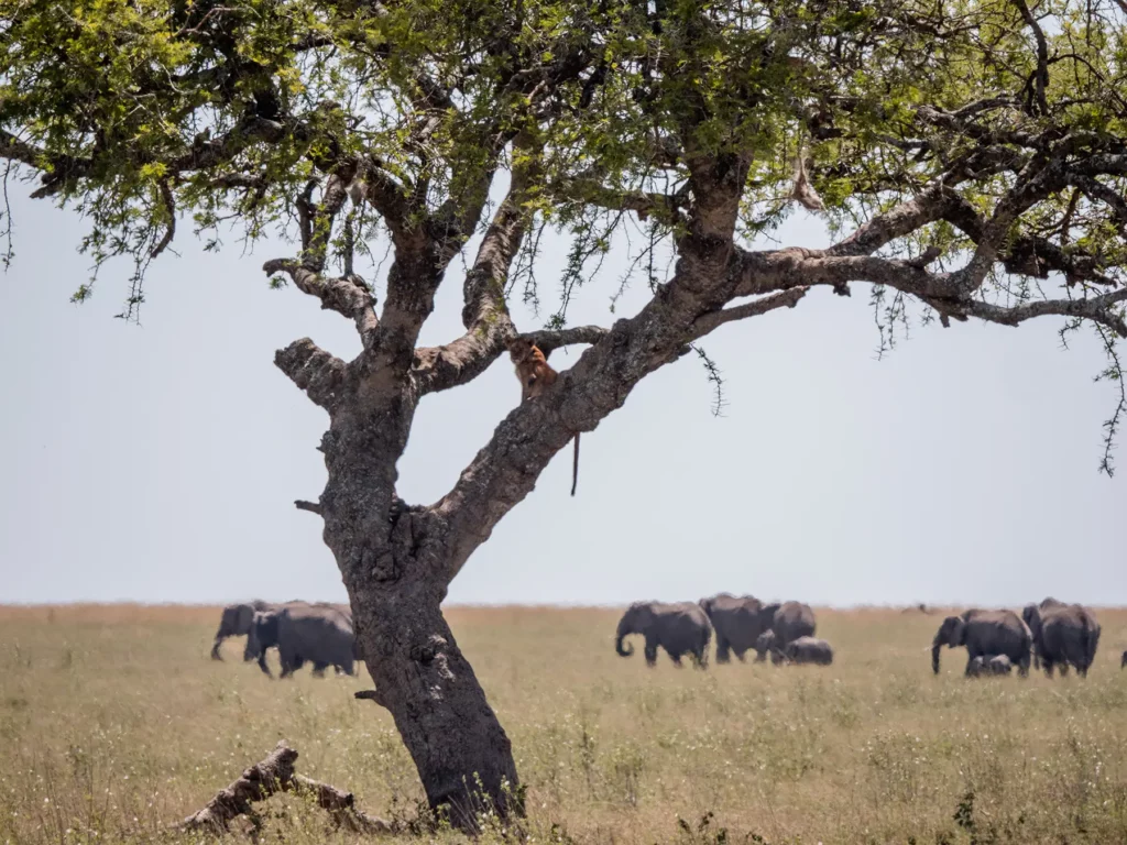 Lion cub in the tree in Serengeti
