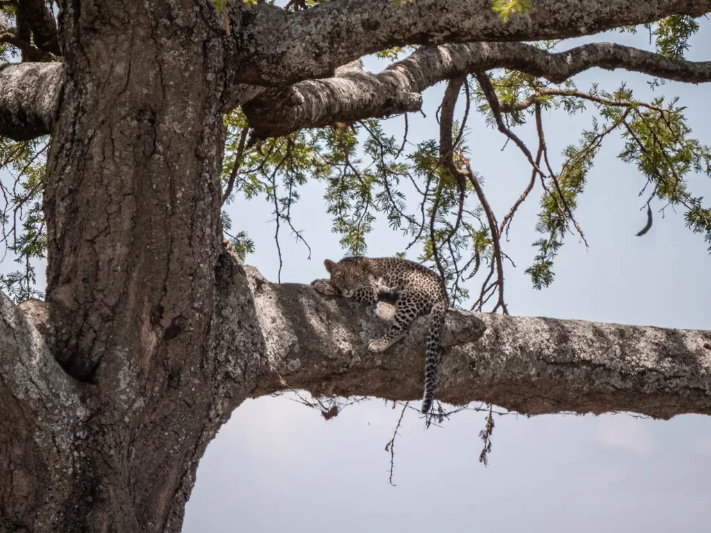 Young leopard cub in the Serengeti National Park