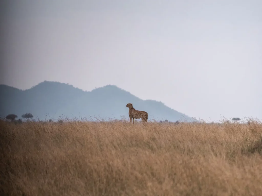 Cheetah scanning the landscape for prey in the long Serengeti grasses