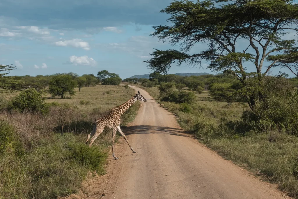Giraffe crossing in Serengeti National Park