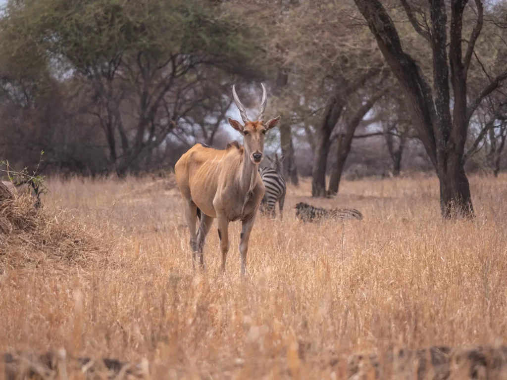 Eland in Tarangire National Park