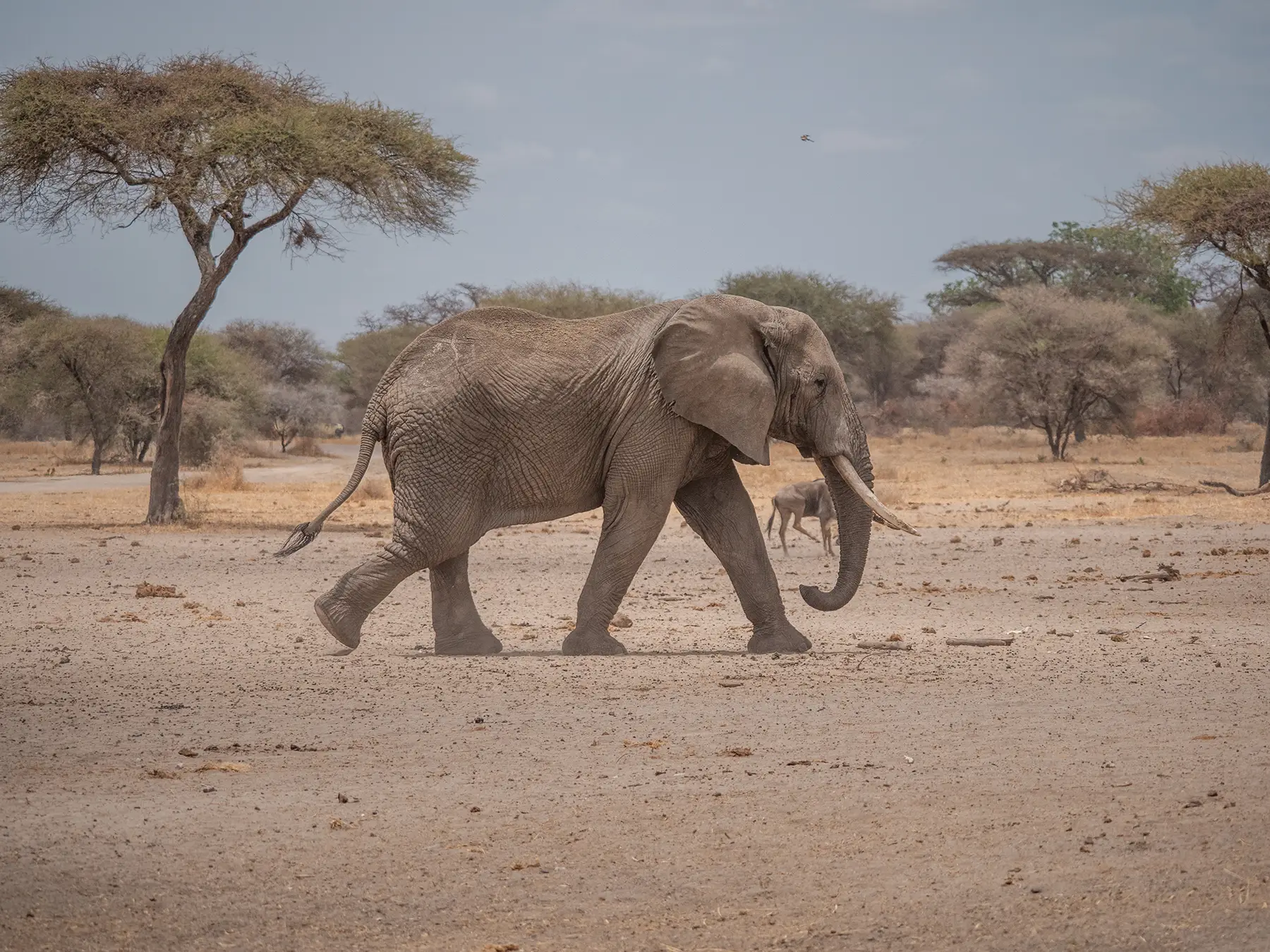 African Elephant in Tarangire National Park