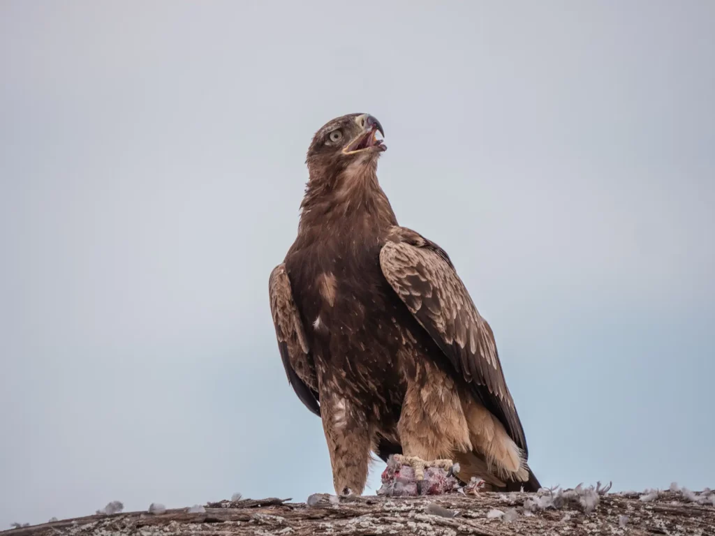 Eagle with a hunk of meat in its claw