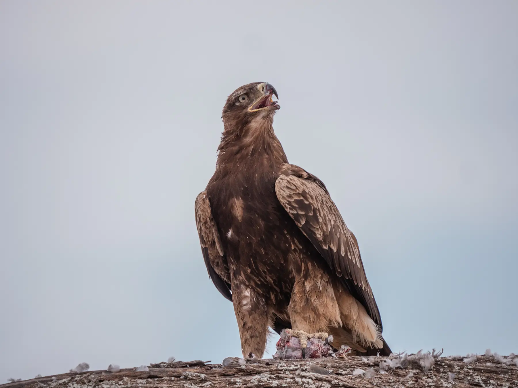 Eagle with a hunk of meat in its claw. Tarangire, Tanzania