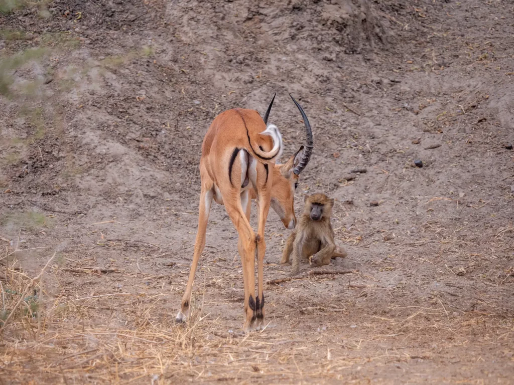 Impala and a Baboon in Tarangire National Park