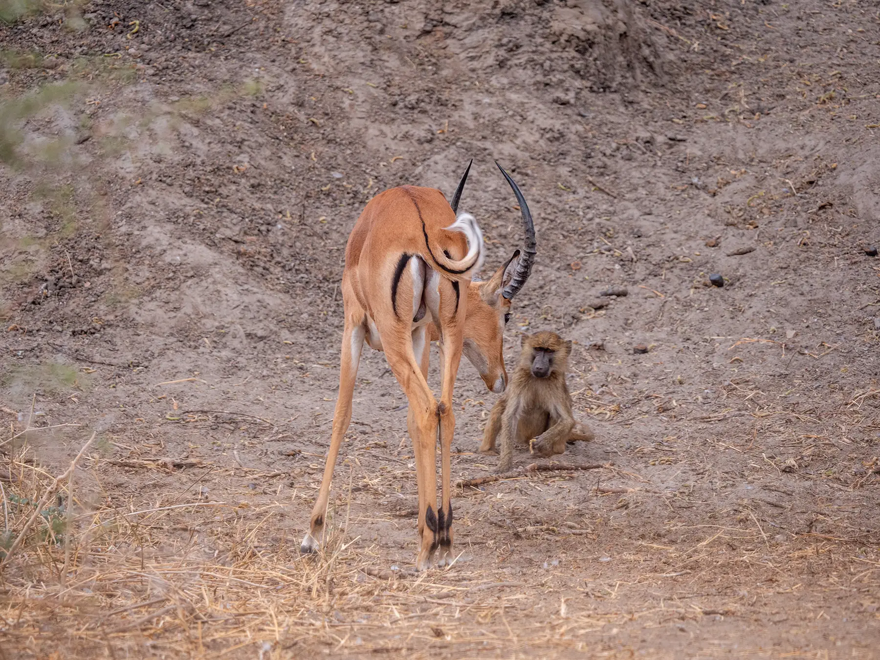 Impala and a Baboon in Tarangire National Park