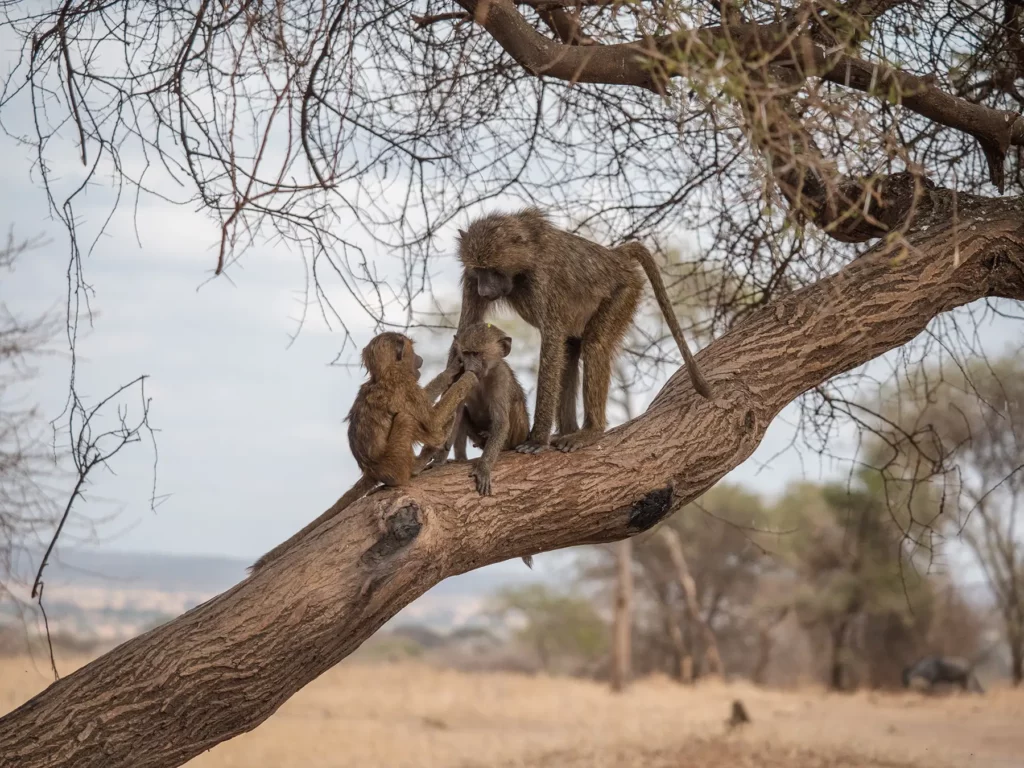 A mother baboon with her two babies in Tarangire