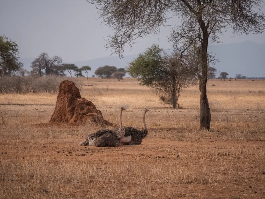 Two female ostriches in Tarangire National Park