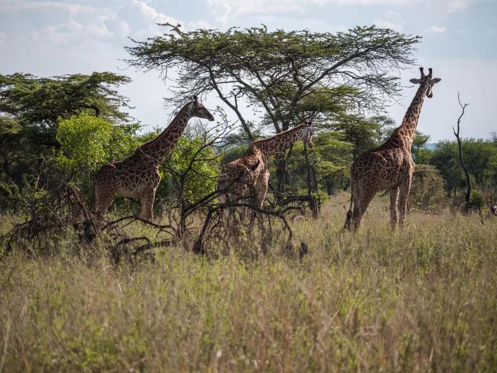 Three giraffes in Northern Serengeti