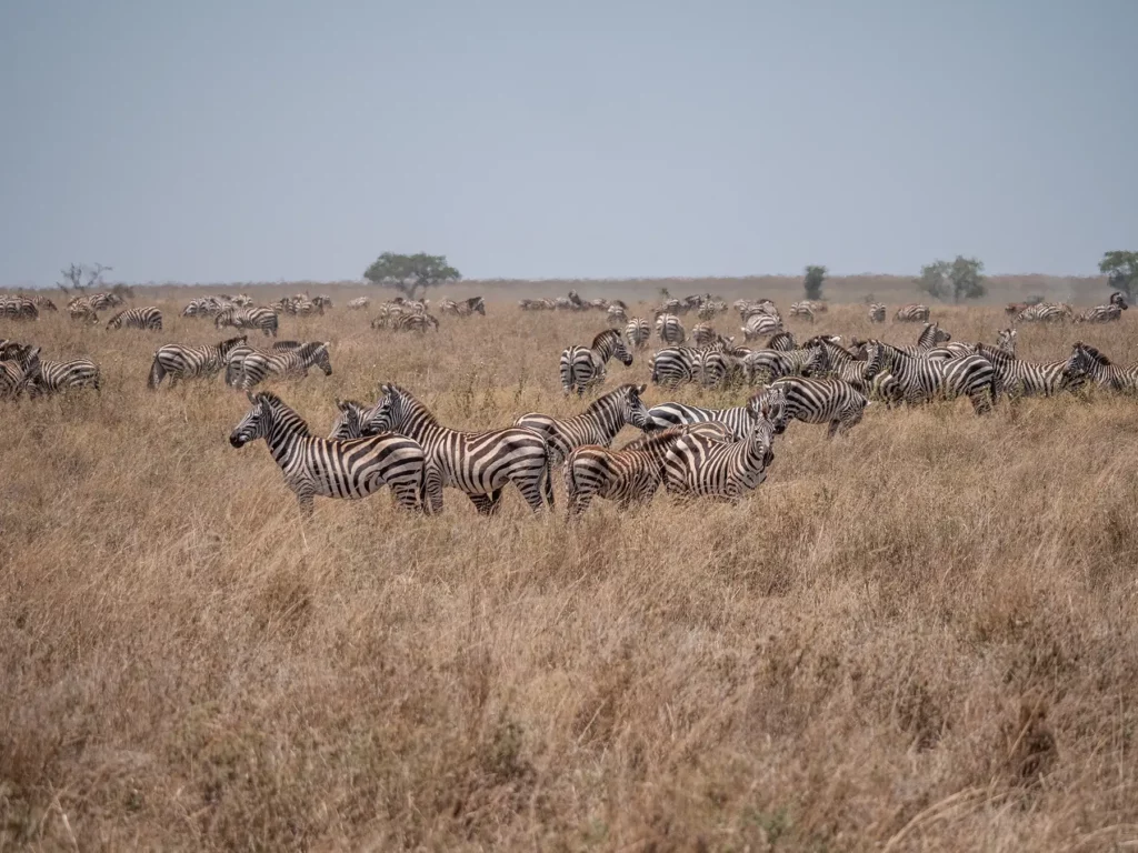 Zebras such as those found in Arusha National Park