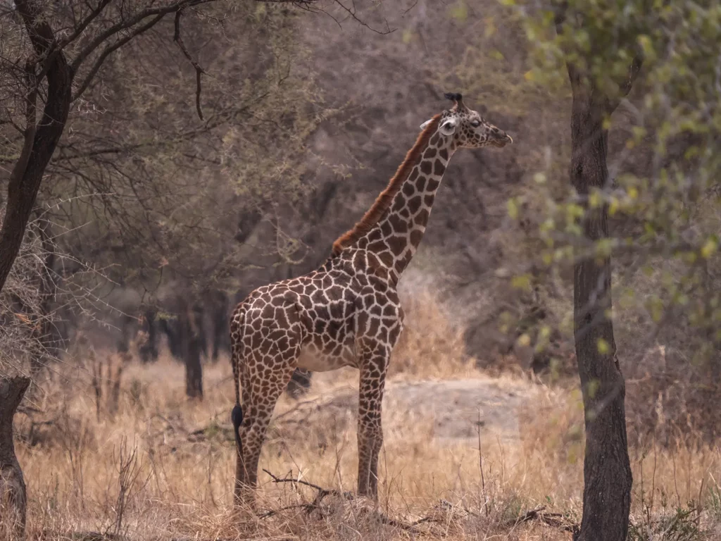 A young giraffe in Tarangire National Park
