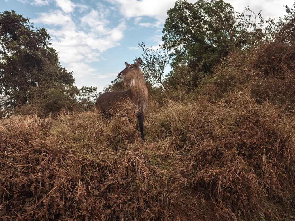 Waterbuck in Ngorongoro Highlands