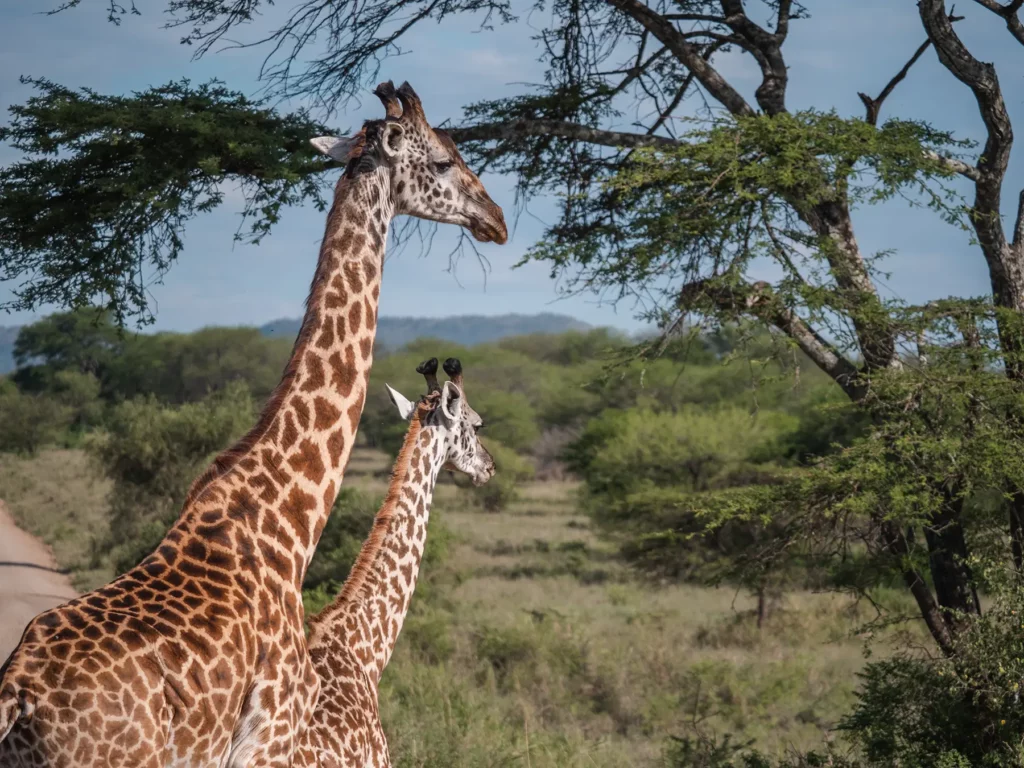 A couple of giraffes in Serengeti National Park