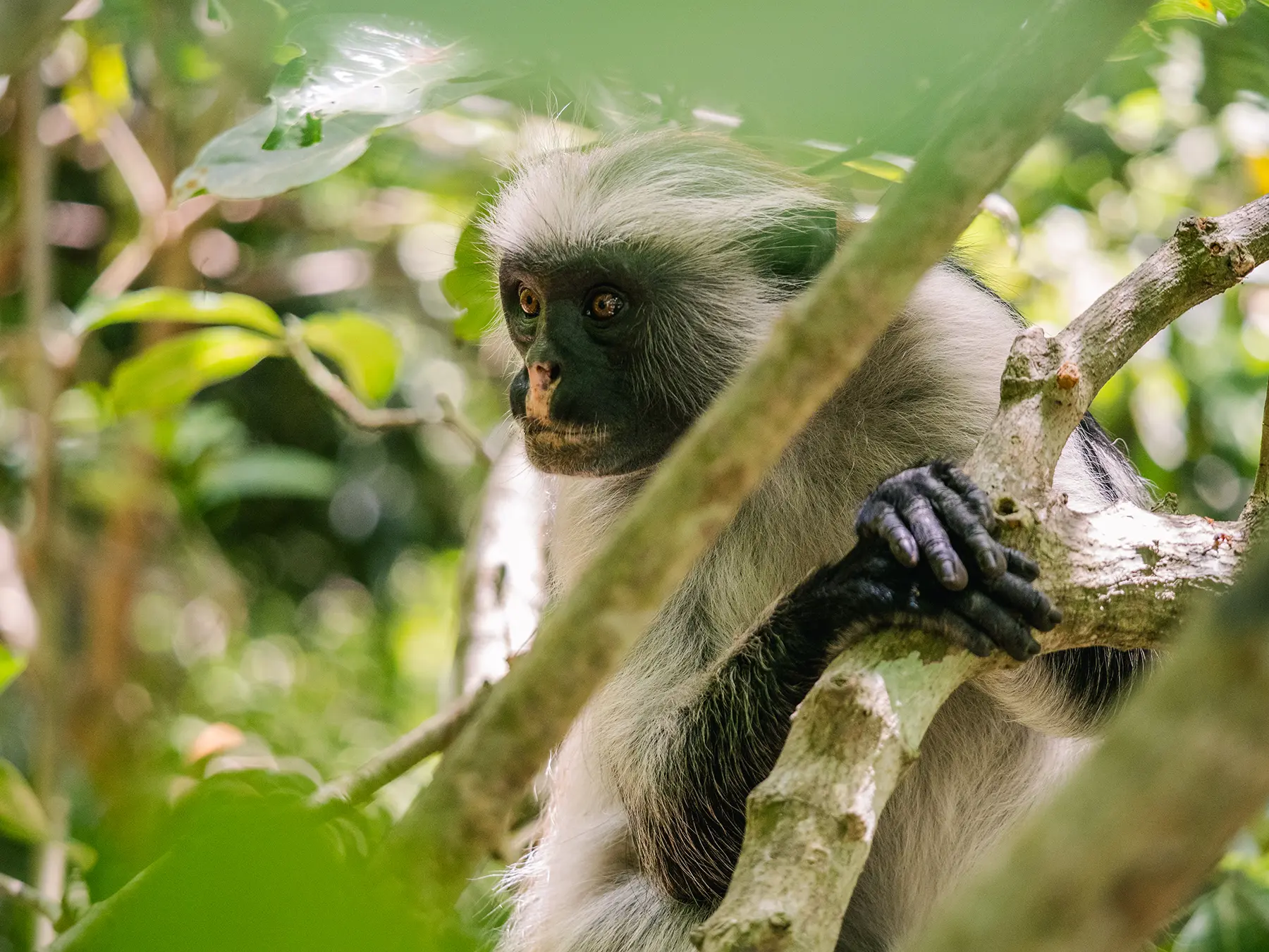 A Zanzibar red colobus monkey in Jozani Forest, Zanzibar