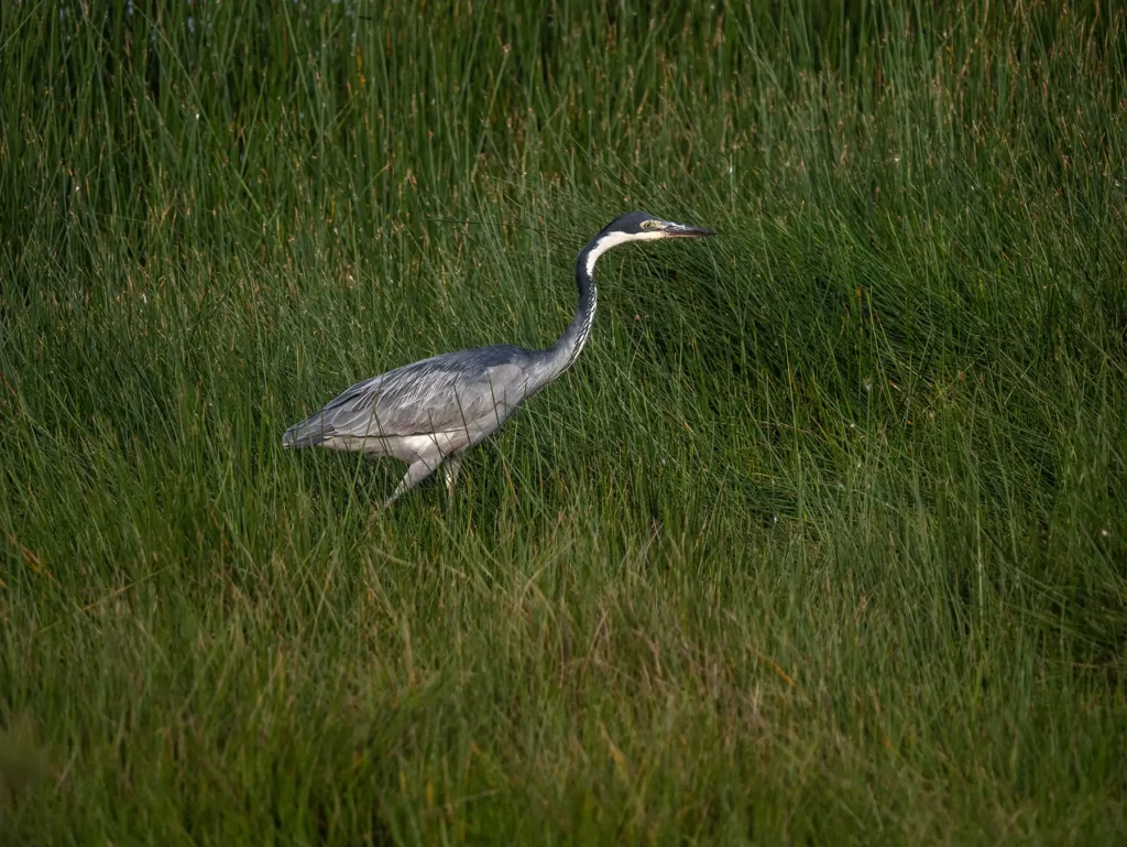 Heron in Arusha National Park, Tanzania