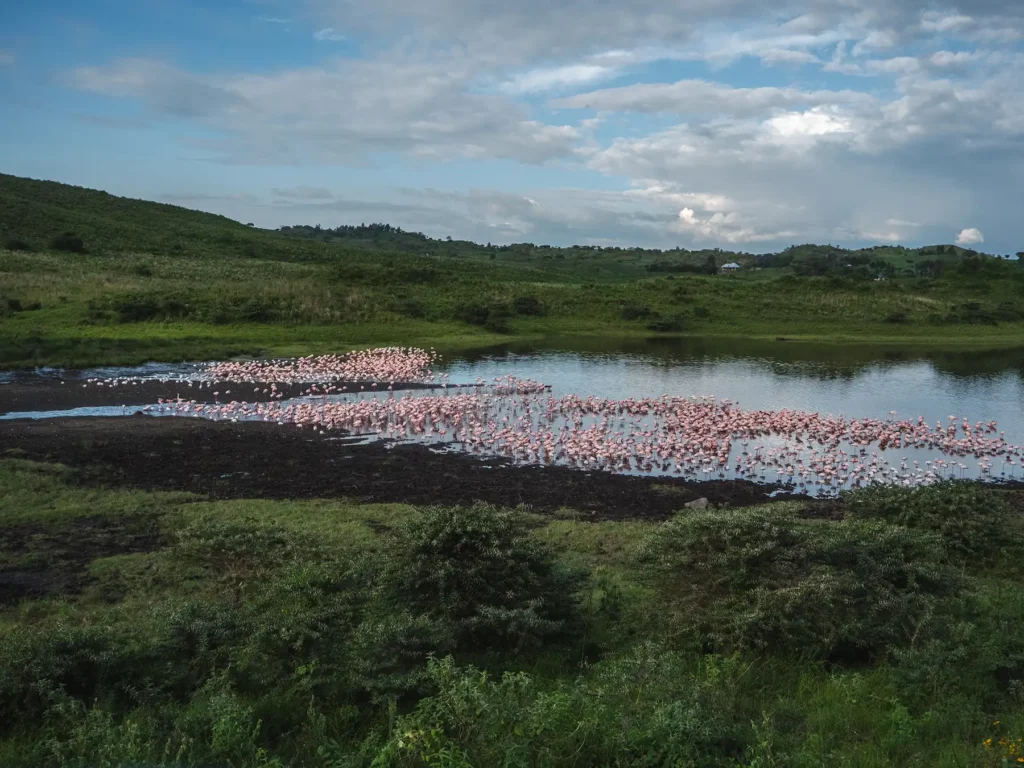Flamingos in Arusha National Park