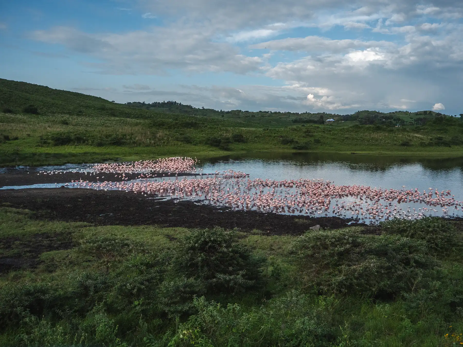 Flamingos in Arusha National Park