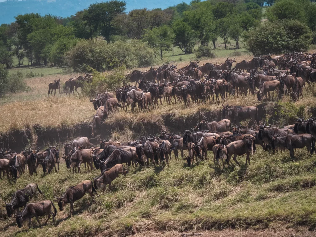 great wildebeest migration crossing mara river in Serengeti