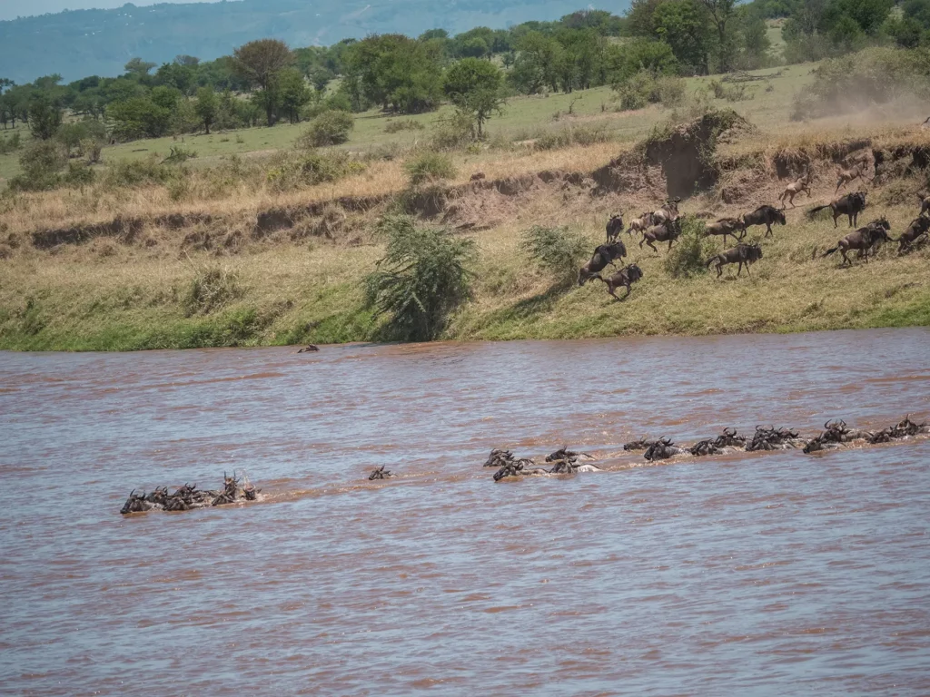 great wildebeest migration crossing mara river in Serengeti