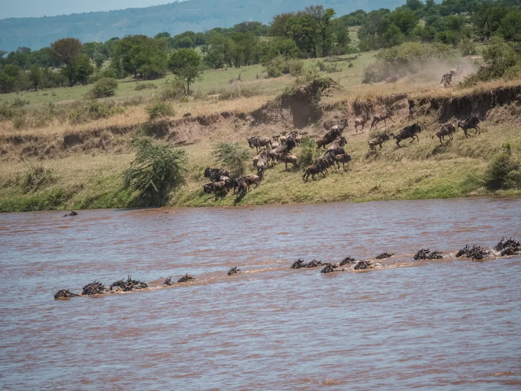 Mara River crossing, Northern Serengeti