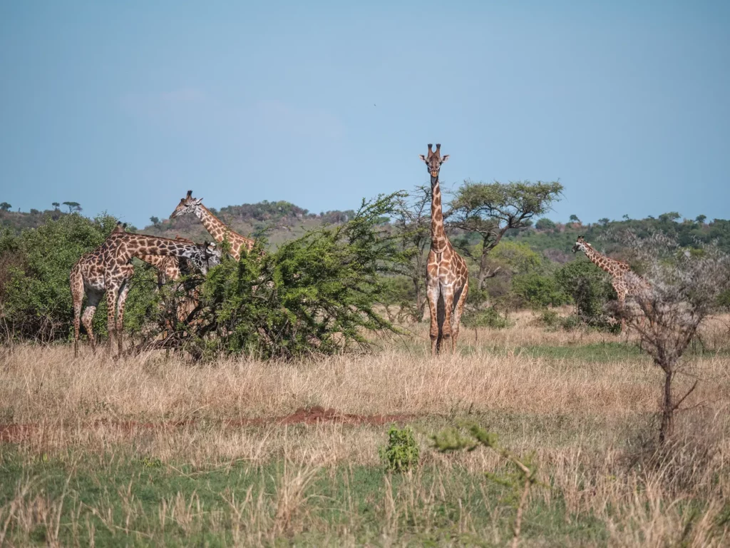 A family of giraffes eating from trees in the Serengeti