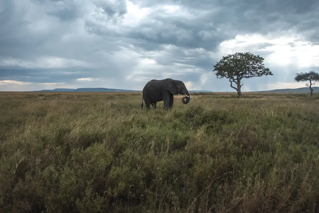 Lone Elephant in Serengeti, Tanzania
