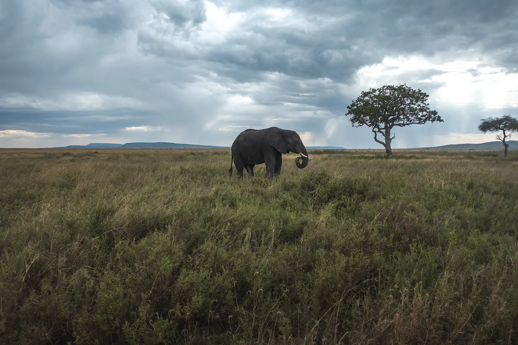 Elephant in Loisaba Conservancy, Kenya