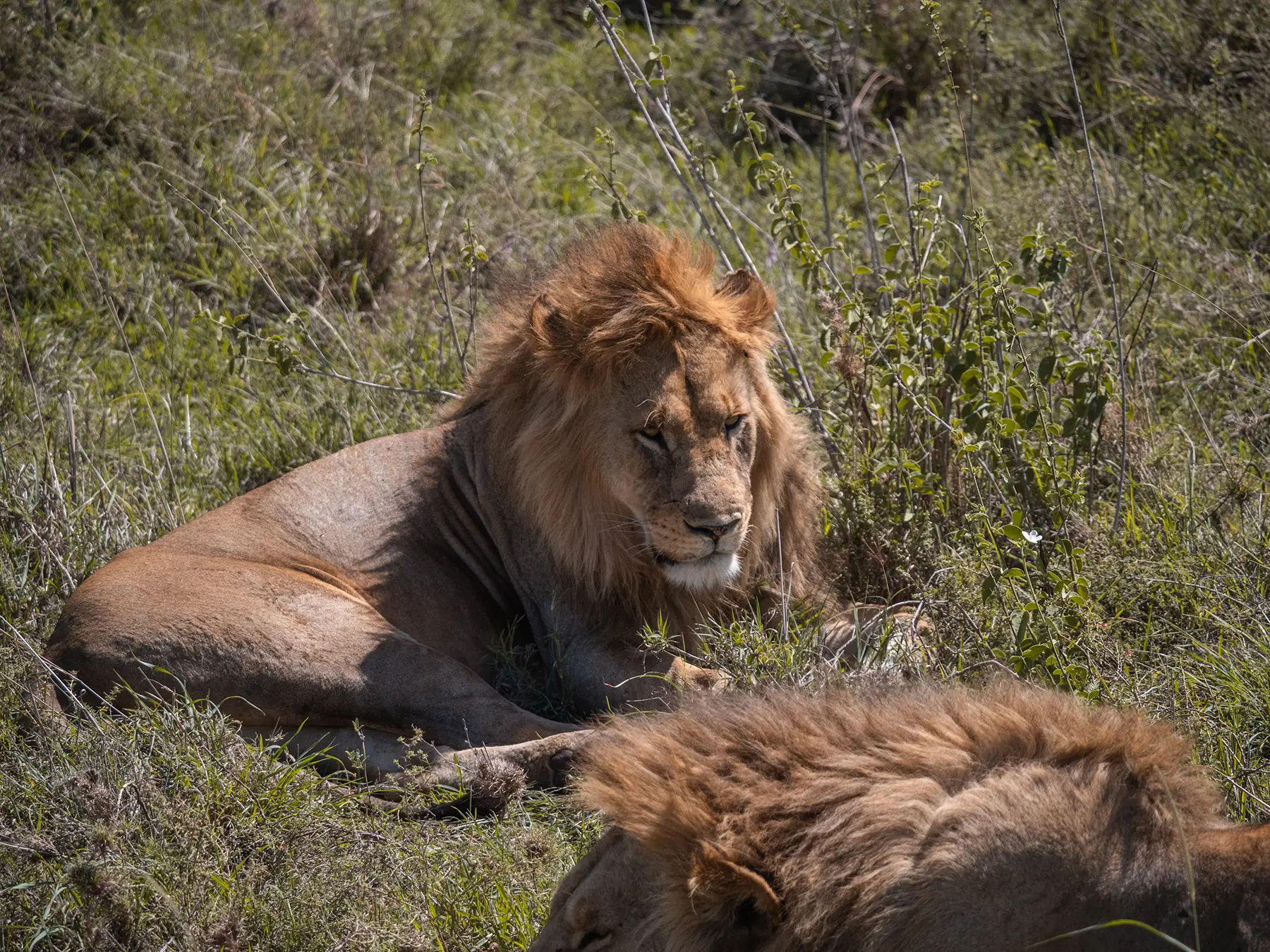Two lion brothers in Laikipia, Kenya