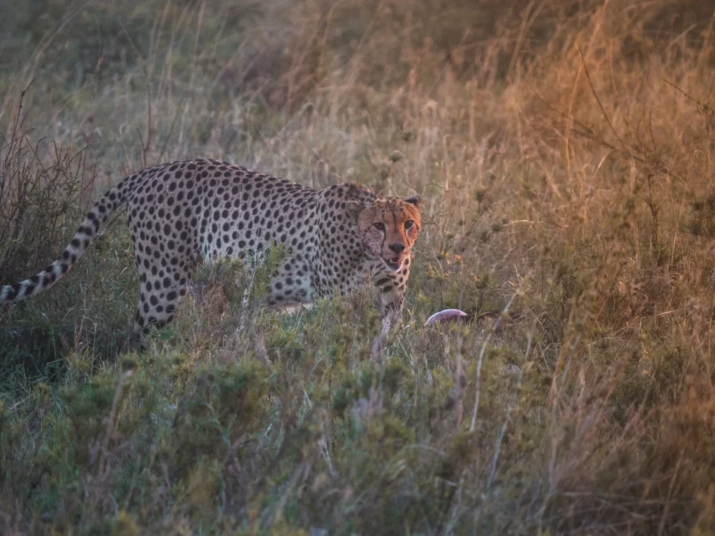 Cheetah eating a freshly-killed wildebeest calf in the Serengeti