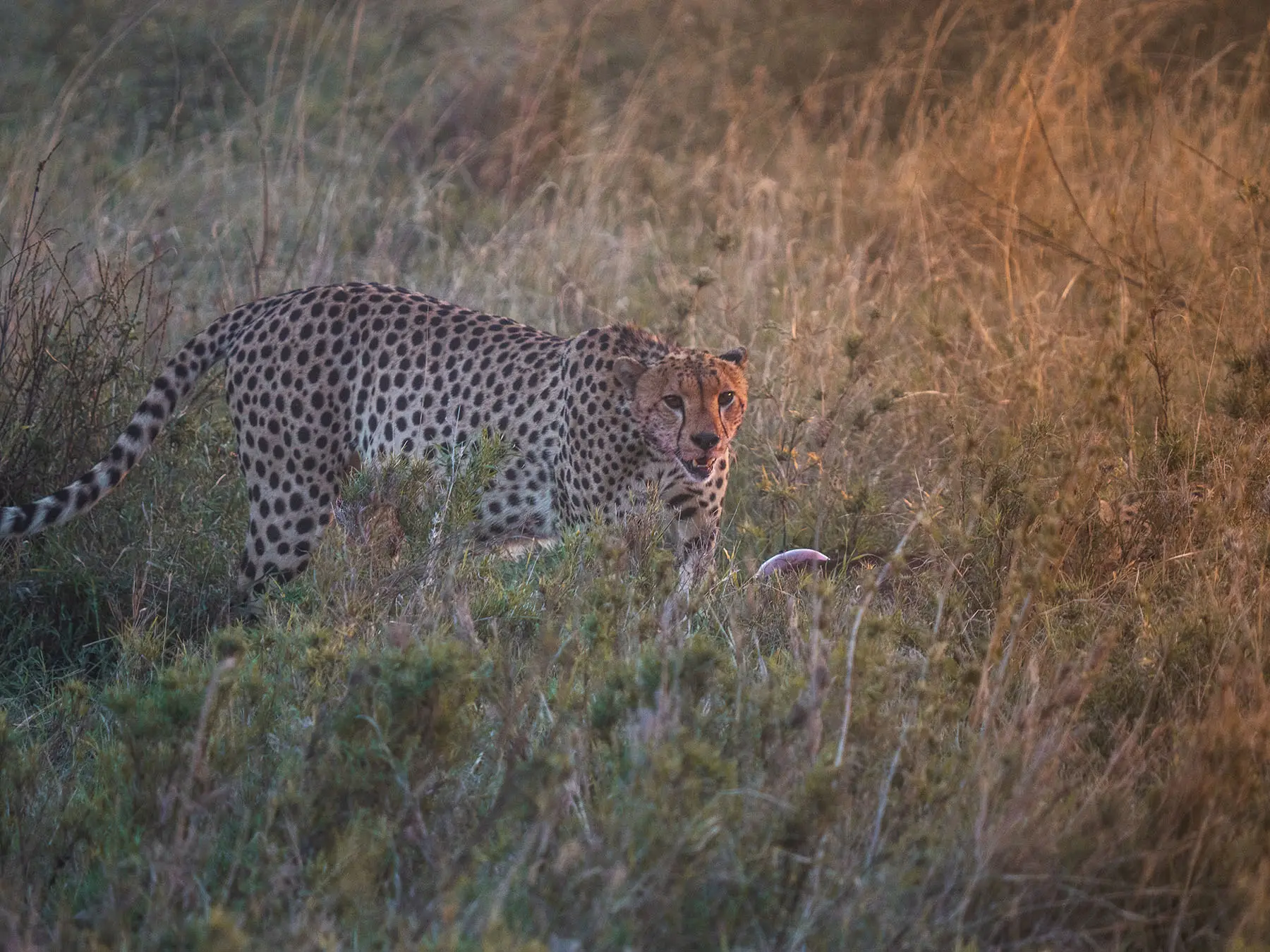 Cheetah eating a freshly-killed wildebeest calf in the Serengeti