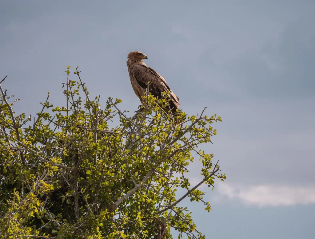 Eagle in the Serengeti