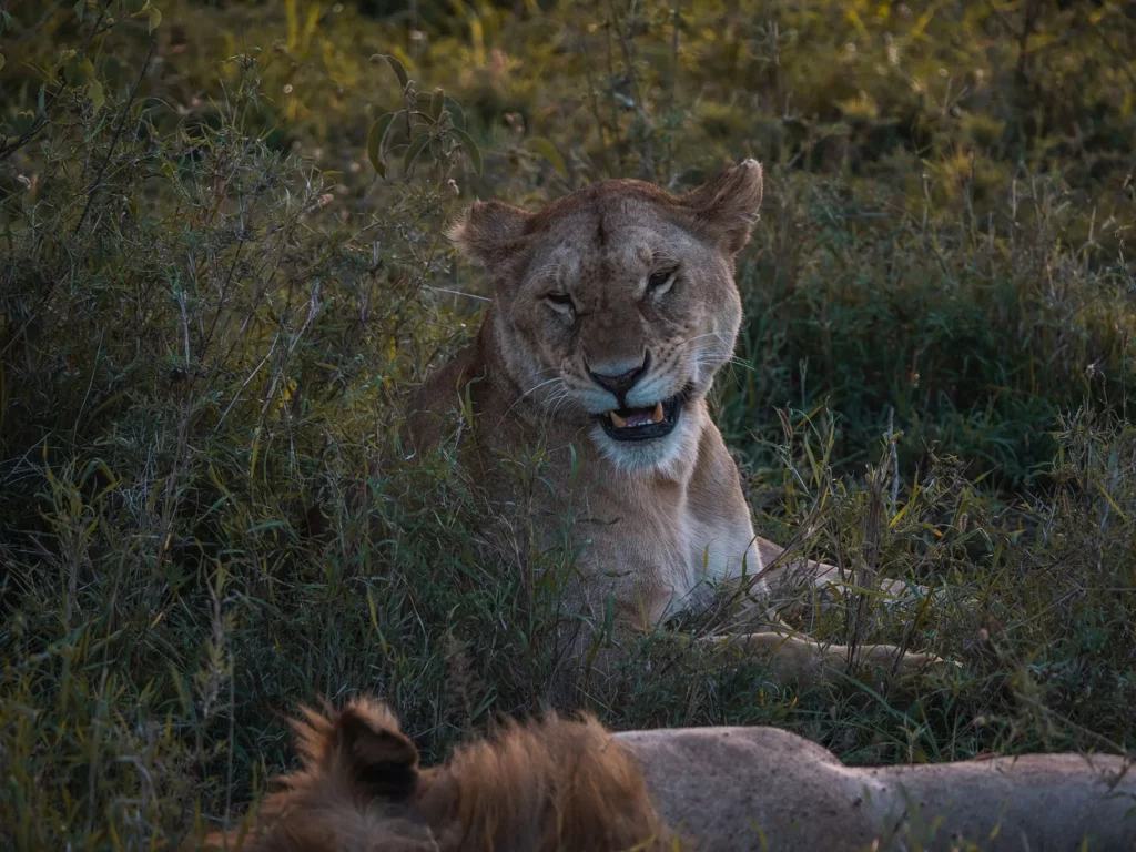 Lioness in the Serengeti