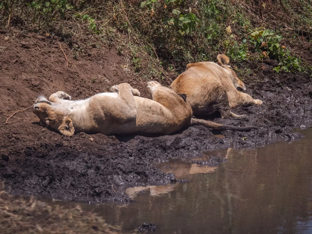 Two lionesses relaxing in the mud in Ngorongoro Crater